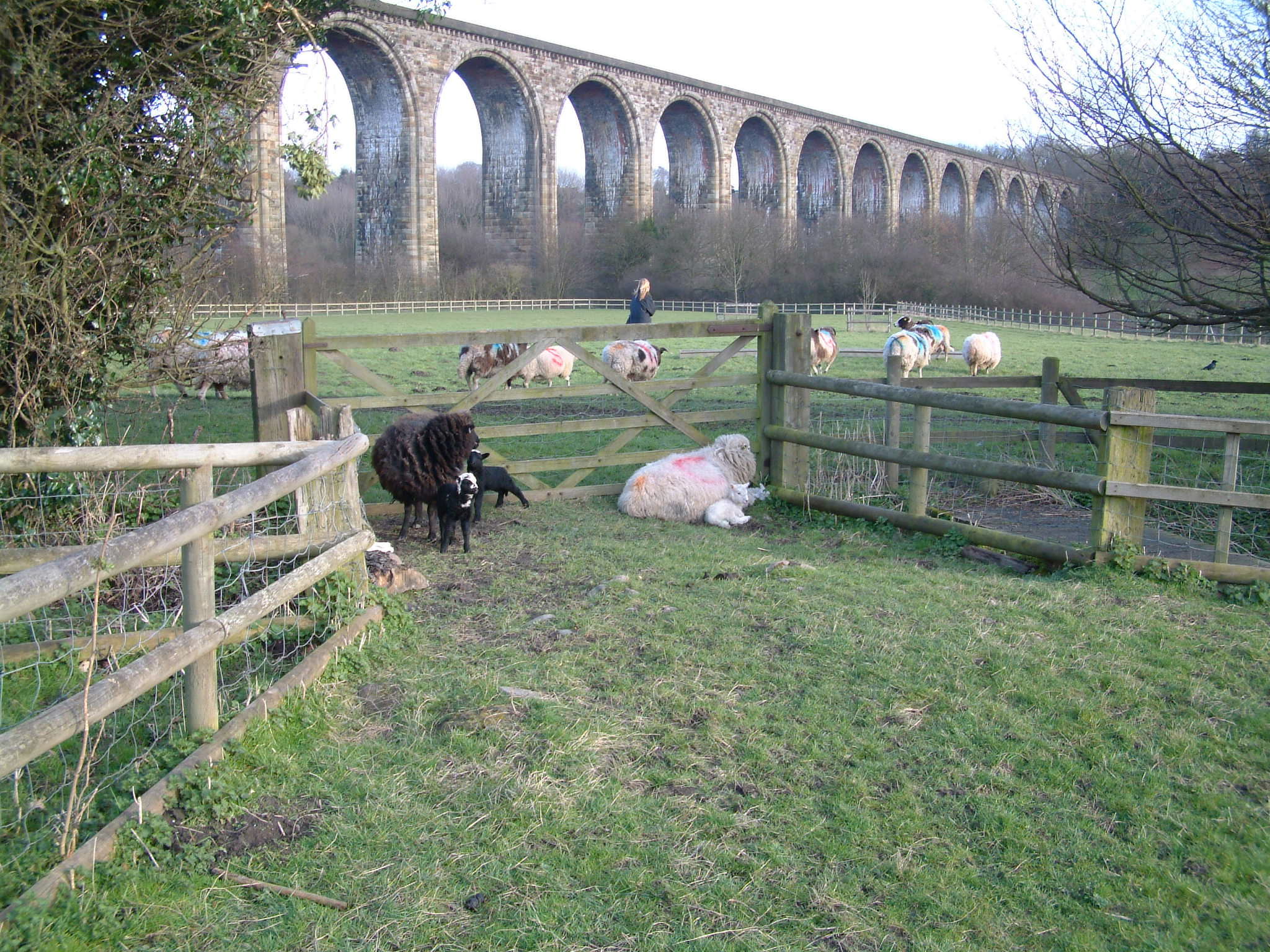 Viaduct and Sheep